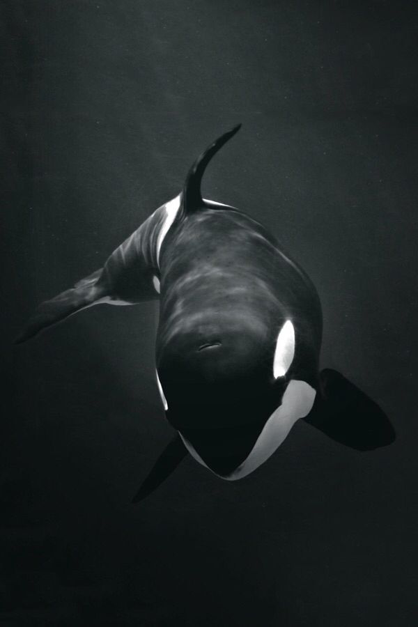An orca gliding through dark water